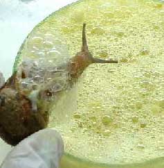 Snail