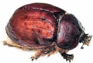 beetle